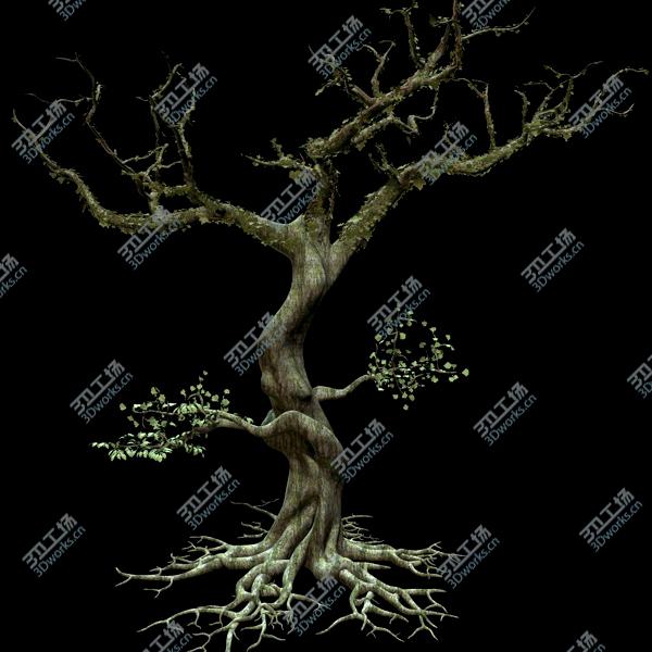 images/goods_img/2021040233/Secular Tree/5.jpg